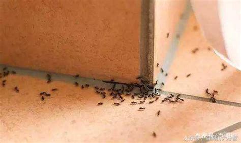 家中有螞蟻如何處理 屏風高度風水
